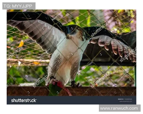 wings sli比赛视频-探索 Wings Sli 比赛视频，速度与激情的较量-wings sli比赛视频